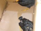 Myna