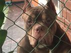 Male American Bully – 4½ Years