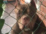 Male American Bully – 4½ Years