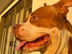 MALE AMERICAN BULLY FOR CROSSING