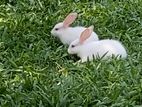 Rabbits