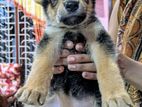 German Sheppard Puppies