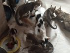 Kittens For Kind Home
