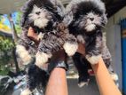 Shih Tzu Puppy