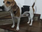 Male Beagle dog available for crossing