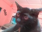 Male Black Persian Kitten Available