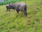 male buffalo