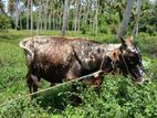 Male Bull