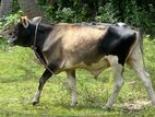 Male Bull