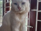 Persian Male Cat for Crossing