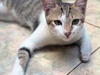 Male Cat for A Kind Home