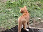 Male cat for kind home