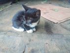 Male Cat for Kind Home