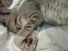 Male Cat for Kind Home