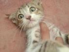 Male Cat for Kind Home