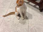Male Cat for Kind Home