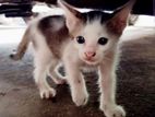 Male Kittens for Kind Home