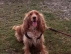 Male Cocker Spaniel for Crossing