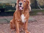 Male Cocker Spaniel for Crossing