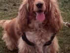 Male Cocker Spaniel for Crossing in Colpetty