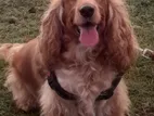 Male Cocker Spaniel for Crossing in Colpetty