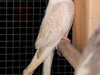 Male Cocktail Bird