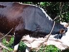 Black Bulls