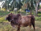 Male Cow