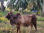 Male Cow Bull