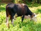 Male Cow Bulls