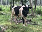 Male Cow Cattle