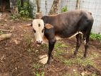 male cow (එළවස්සා)
