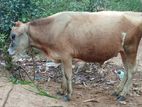 Male Cow