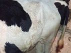Male Cow