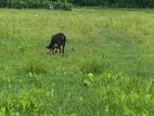 Male cow
