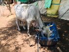 Male Cow