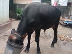 Male Cow