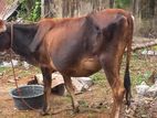 Male Cow