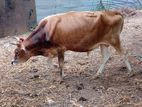 Male Cow