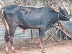 Male Cow