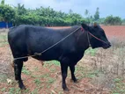 Male Cow