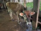 Male Cow