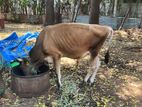 Male Cow