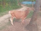 Male Cow