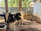 Male Cow