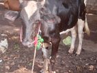 male cow