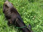 male cow