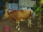 Male Cow