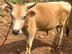 Male Cow