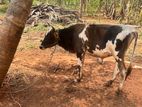Male Cow